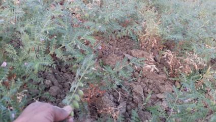 चना फसल पर फफुंद जन्य रोग का संक्रमण, तुअर समेत चना फसल भी खतरे में