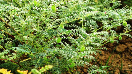 चना फसल पर मर रोग का संक्रमण, उत्पादन में कमी आने की संभावना